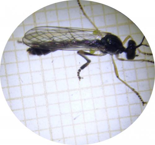 Réf. 273 041 : Dioctria sp.